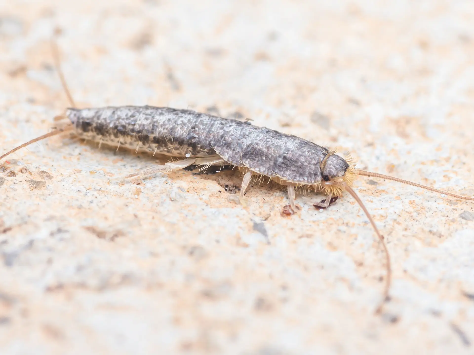 Silverfish Control